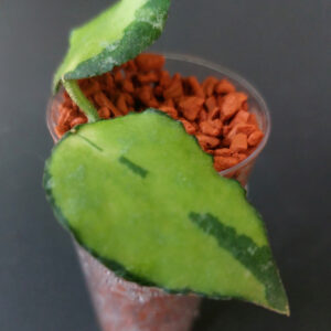 Hoya Caudata variegata