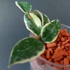 Hoya lacunosa Lumina