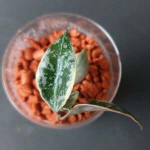 Hoya lacunosa Lumina