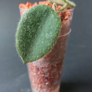 Hoya aff. thomsonii