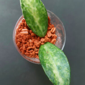 Hoya lacunosa peridot