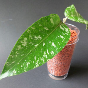 Hoya sp. Aceh 09