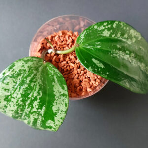 Hoya Latifolia MRH