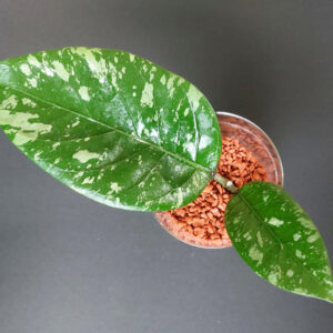 Hoya Sp Aceh Air Suri