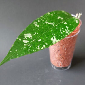Hoya sp. Aceh 09