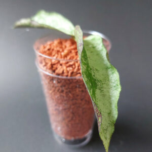 Hoya sp. Buntok silver