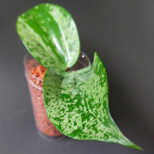 Hoya Latifolia MRH