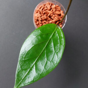 Hoya sp Aceh Shogun