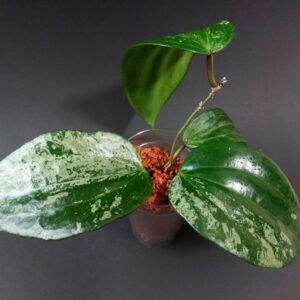 Hoya Latifolia MRH