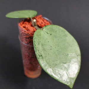 Hoya verticillata silver heart