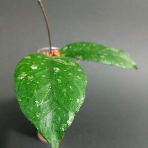 Hoya sp. previously vitellinoides