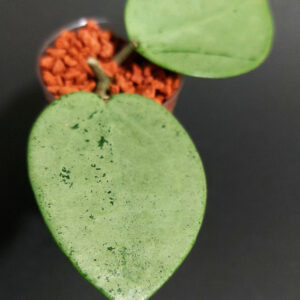 Hoya verticillata silver heart