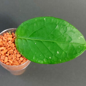 Hoya sp Aceh Shogun