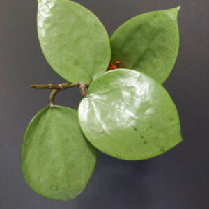 Hoya verticillata silver heart