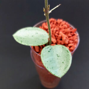 Hoya mathilde grey fairy