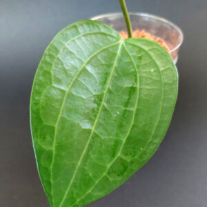 Hoya Latifolia