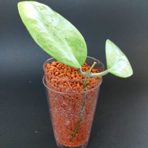 Hoya sp. Menak Sopal
