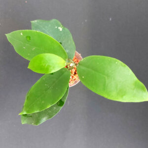 Hoya patricia