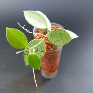 Hoya mathilde grey fairy