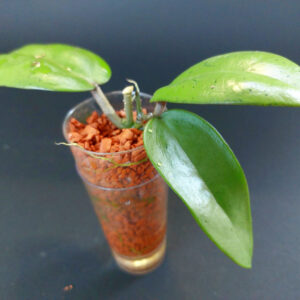 Hoya Silver Dollar