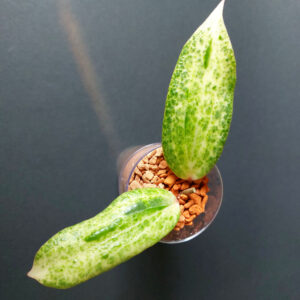 Hoya Candy