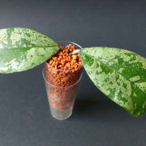 Hoya deykeae morning dew