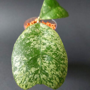 Hoya deykeae morning dew