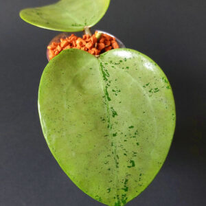 Hoya verticillata silver heart