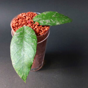 Hoya sp. previously vitellinoides
