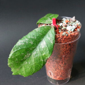 Hoya sp. previously vitellinoides