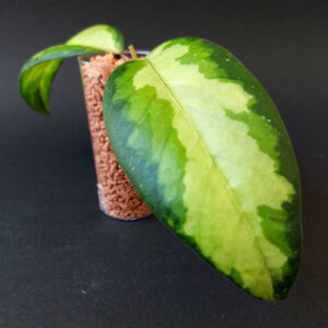 Hoya sp. Aceh Ladia Galaska