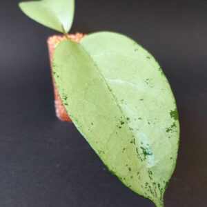 Hoya Emperor Silver