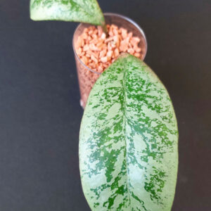 Hoya lorelai