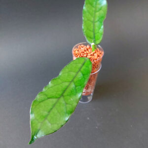 Hoya sp. Welsh Mountain Zoo