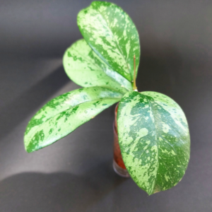 Hoya Meena silver