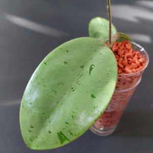 Hoya Silver Dollar