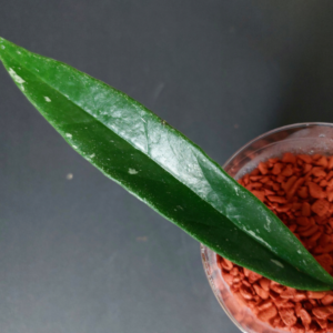 Hoya Sulawesiana silveredge