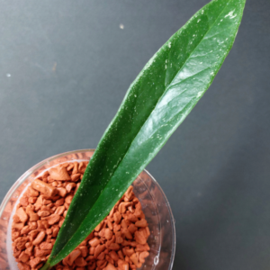 Hoya Sulawesiana silveredge