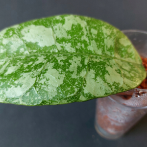 Hoya SLM 04