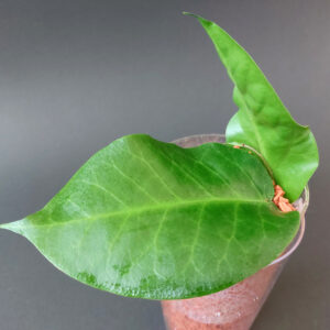 Hoya megalaster