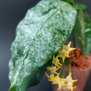 Hoya Occulata Silver