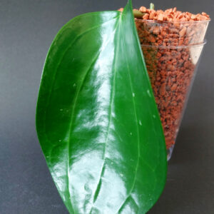 Hoya Latifolia