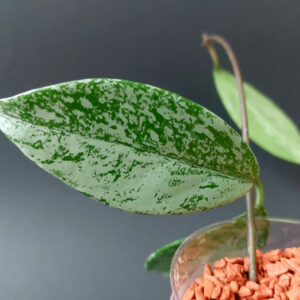 Hoya pubicalyx Silver Pink Ghost