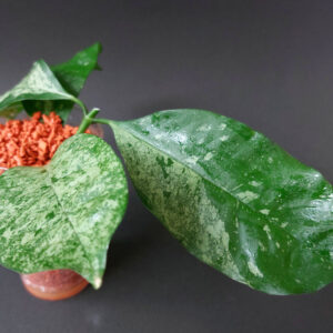 Hoya Occulata Silver