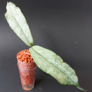 Hoya mitrata silver kapuas