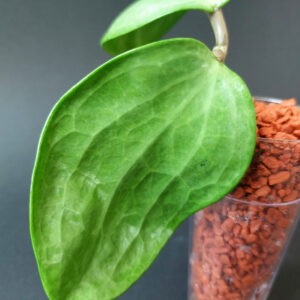 Hoya Latifolia silver filea