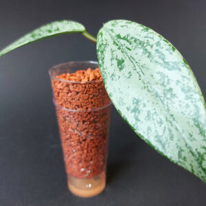 Hoya pubicalyx Silver Pink Ghost
