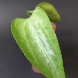 Hoya Latifolia silver filea