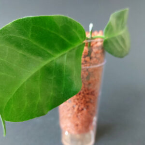 Hoya megalaster