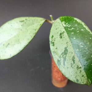 Hoya Meena silver